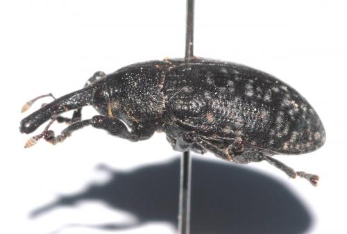 Réf. 274 096 : Larinus sturnus